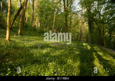 Buchenholz im Frühjahr Stockfoto