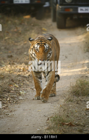 Ein männlicher Tiger gehen auf dem Waldweg Stockfoto