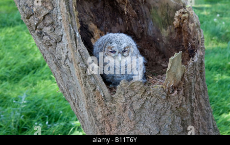 Junger Waldkauz "Strix Aluco' im Baum Stump, West Sussex, UK Stockfoto