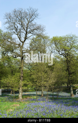 Glockenblumen in Hagg Wood, Brockholes in der Nähe von Holmfirth, Huddersfield, West Yorkshire, England, Vereinigtes Königreich Stockfoto