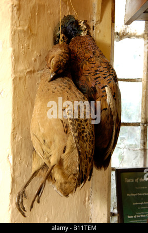 Klammer der Fasane hängen in einem Pub bar England UK Stockfoto