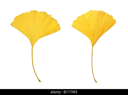 Gelbe Blätter des Ginkgo (Ginkgo Biloba) isoliert auf weiss Stockfoto
