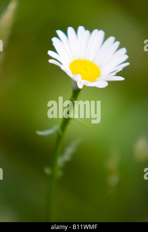Ox Auge Daisy Stockfoto