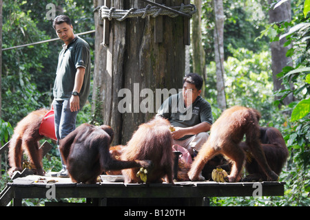 Orang-Utans in Sepilok Heiligtum, Sabah, Malaysia Borneo gefüttert Stockfoto