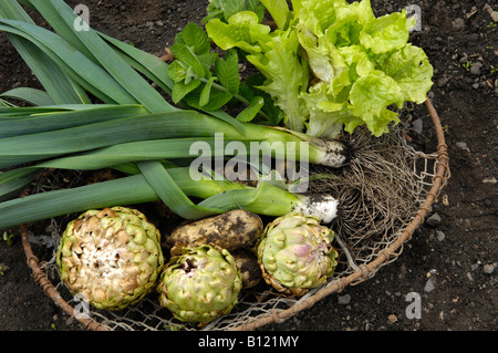 Korb mit selbst angebautem Gemüse England UK Stockfoto