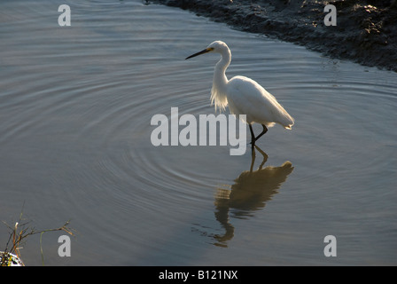 Weiße Reiher waten im Bach Mund Cairns-Queensland-Australien Stockfoto