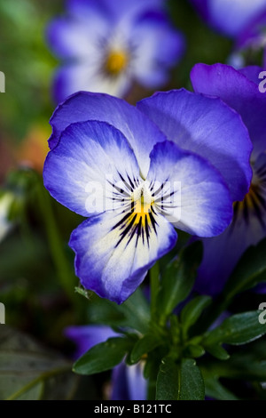 Viola "Magnifico" (Viola) Stiefmütterchen Stockfoto