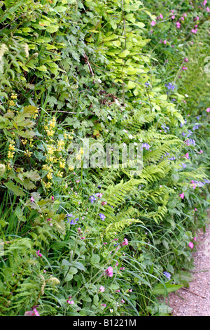 LAMIASTRUM GALEOBDOLON GELBE ERZENGEL SILENE DIOICA ROTE CAMPION ENDYMION NON SCRIPTUS GLOCKENBLUMEN Stockfoto