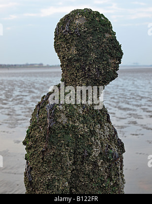 Barnacle abgedeckt Antony Gormley geschnitzte Figur am Strand bei Crosby, Liverpool, Merseyside, England, Vereinigtes Königreich, Stockfoto