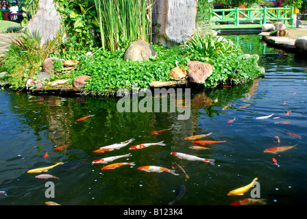 Karpfen-Koi Schwimmen im Gartenteich Stockfoto