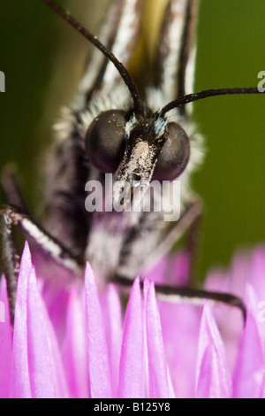Schmetterling Stockfoto