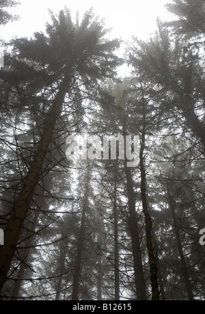 Kiefern im Wald im dichten Nebel Finsterau Deutschland Stockfoto