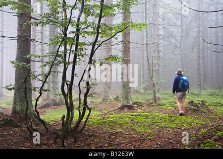 Frau Backpacker zu Fuß durch buchen- und Koniferen Wald im Nebel Finsterau Deutschland Stockfoto