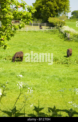 Ponys grasen auf ein Feld im ländlichen Norfolk England Stockfoto