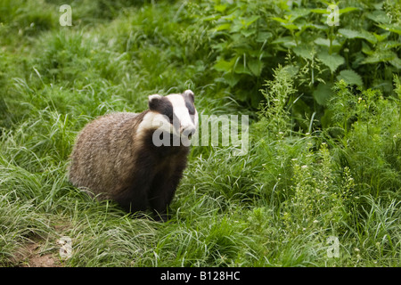 Eurasischer Dachs, Meles Meles, bei Tageslicht Stockfoto