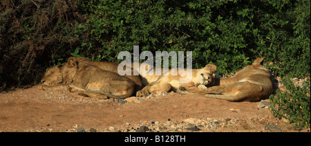 Löwen, sonnen sich in der Sonne in Kenia Afrika Stockfoto
