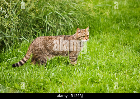 Schottische Wildkatze, Felis Sylvestris Grampia Stockfoto