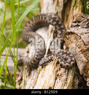 Kreuzotter, Vipera Berus, Aalen in der Sonne auf log Stockfoto