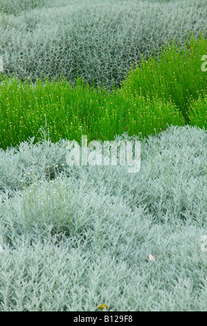 Grass und Wildblumen Istrien Kroatien Stockfoto