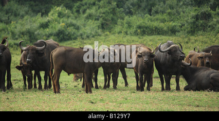 Eine Gruppe von Buffalo in Kenia Afrika Stockfoto