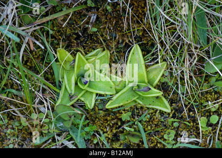 Gemeinsamen Fettkraut: Pinguicula Vulgaris. Achill Island County Mayo Irland Hinweis Blütenknospen Stockfoto