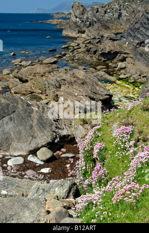 Sparsamkeit: Armeria Maritima auf Klippen. Atlantic Drive, Achill Island, County Mayo, Irland. Mai Stockfoto