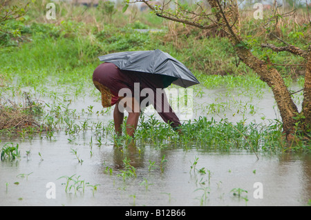 Eine ältere Dorfbewohnerin Holding einen Regenschirm sammelt Kräuter in einem überfluteten Gebiet durch den Zyklon Nargis in Myanmar, Birma verursacht Stockfoto