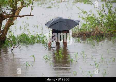 Eine ältere Dorfbewohnerin Holding einen Regenschirm sammelt Kräuter in einem überfluteten Gebiet durch den Zyklon Nargis in Myanmar, Birma verursacht Stockfoto