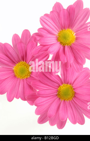Drei Rosa und gelben Gerbera auf weißem Hintergrund Stockfoto