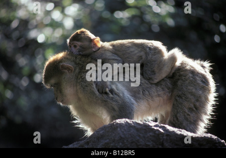 Berberaffe Barbary Affe Macaca Sylvanus Femelle Magot tig Sohn Jeune weibliche Magot tragen ihre jungen Moyen Atlas Maroc Action Stockfoto