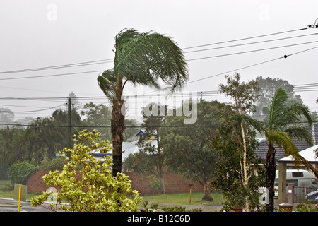 Sturm in Perth mit sintflutartigen Regen und starke Winde die Palmen. Wembley, Perth, Western Australia, Australia Stockfoto