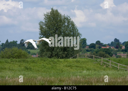 Mute Swans (Cygnus olor), Paar, die tief über Felder im South Downs National Park, West Sussex, England, Großbritannien fliegen Stockfoto