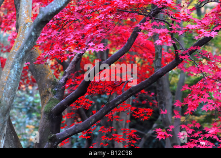 Acer Baum mit roten Laub im Wald im Herbst Stockfoto