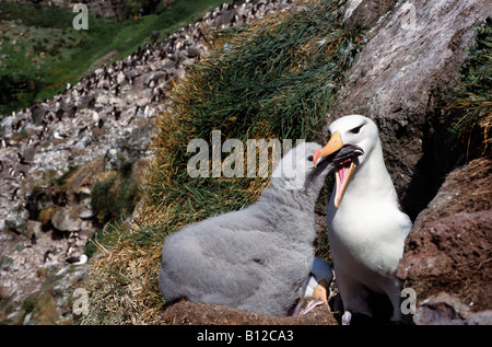 Albatros ein Sourcils Noir Mollymauk schwarz Browed Albatros Diomedea Melanophris mit Küken im Nest Albatros eine Sourcils Noirs Alba Stockfoto