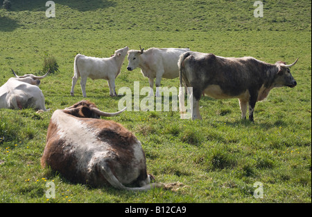 Gemischte Herde aus Longhorn und British White Cattle und einem britisch-weißen Kalb auf South Downs, West Sussex, England, Großbritannien Stockfoto