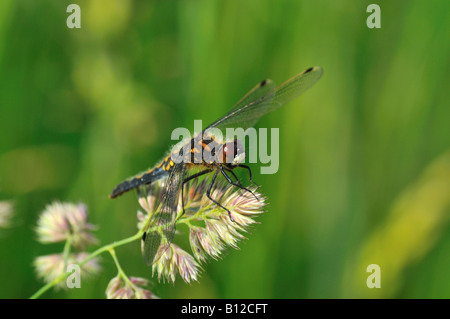 Bauchige White-faced Darter (Leucorrhinia Caudalis), Weiblich, Stille Reuss, Schweiz Stockfoto