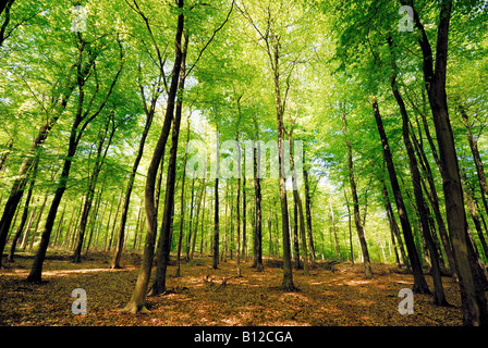 Frühlingswald auf den North Downs, Surrey Hills England Stockfoto