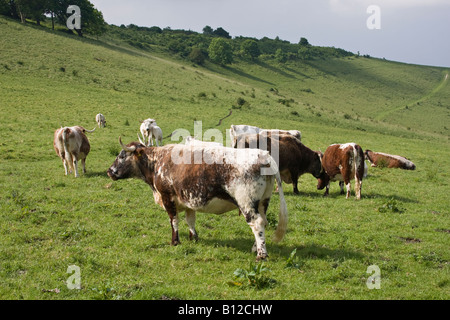 Gemischte Herde von Longhorn und British White Cattle auf South Downs, West Sussex, England, Großbritannien Stockfoto