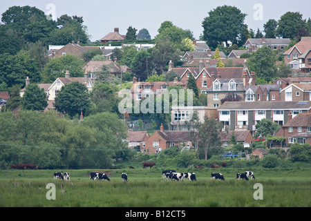 Holstein-Friesian-Rind in der Nähe der Wohnentwicklung in West Sussex, England, Großbritannien Stockfoto