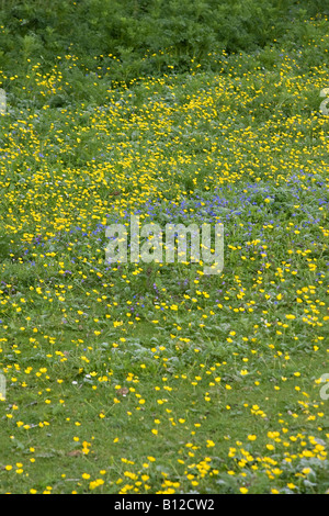 Buttercups (Ranunculus acris) in der Blüte im South Downs National Park, West Sussex, England, Großbritannien Stockfoto