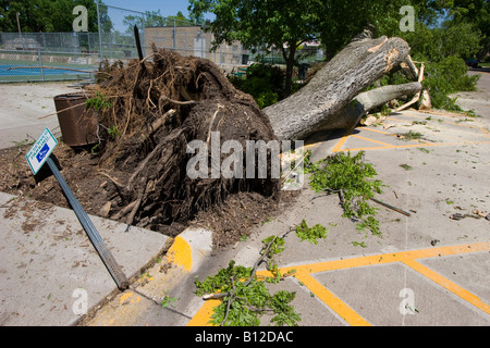 Ein abgestürzten Baum in der Nähe von Harmon Parken in Kearney Nebraksa Mai 30, 2008 29. Mai 2008 Kearney durch eine EF-2-Tornado getroffen wurde Stockfoto