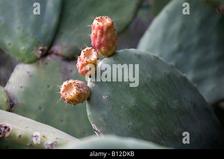 Samtbaum Birne, Opuntia tomentosa Kaktuspflanze. Kakteen. Grüne Blätter. 89272 Marokko. Rote Blume. Horizontal Stockfoto