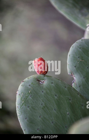 Samtbaum Birne, Opuntia tomentosa Kaktuspflanze. Kakteen. Grüne Blätter. Vertikal. 89274 Marokko. Rote Blume. Stockfoto