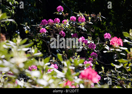 Blühenden Rhododendron-Busch in Babite Rhododendron Park Lettland Europa Stockfoto