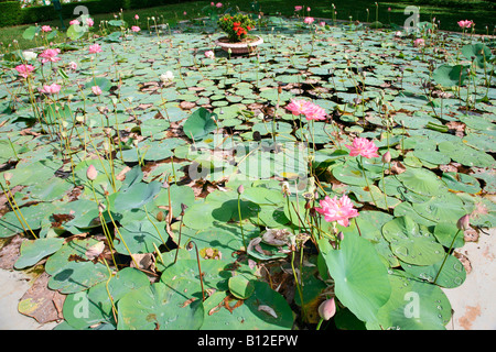 Lotus Stockfoto
