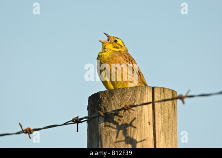 Männlichen Goldammer (Emberiza Citrinella) singen und Zaunpfosten gehockt Stockfoto