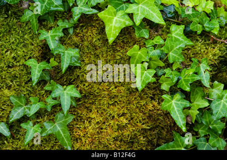 Kriechenden Efeu - Hedera Helix - wächst auf Moos bedeckt Rock. Stockfoto