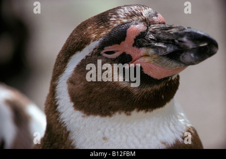 Seite gedreht Porträt ein Jackass Pinguin Spheniscus Demersus Erwachsene Erwachsene Afrika Spezies afrikanischen Afro tropische Arten Af Stockfoto