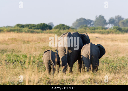 Mutter und zwei Baby Elefant, Loxodonta Africana, Weg zusammen gehen in offene Savanne gras Feld rücken durch die weiche Seite leuchtet, Botswana Afrika Stockfoto