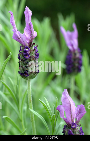 Französischer Lavendel (Lavandula Stoechas) Stockfoto